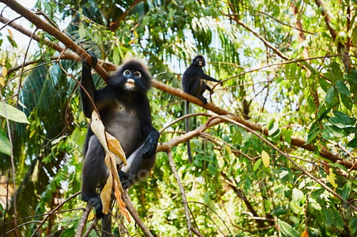 Preview: Two gibbons on a tree in the Malaysian jungle.