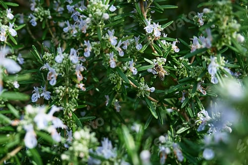 Preview: Bee pollinating purple flowers in spring garden.