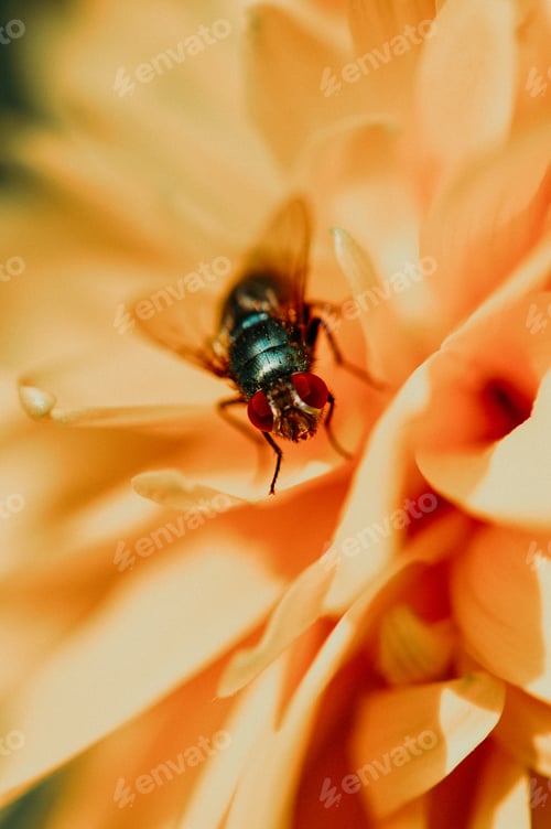 Preview: Fly on a flower