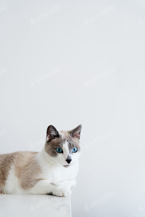 Preview: Light Gray Cat Laying on the Table