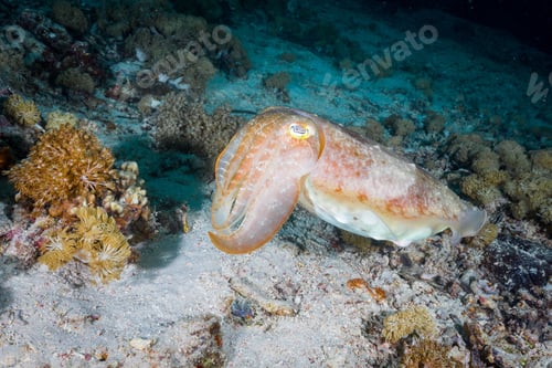 Preview: View of underwater nature and animals.