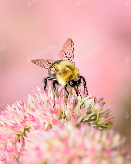Preview: Bee collections pollen from pink sedum flowers