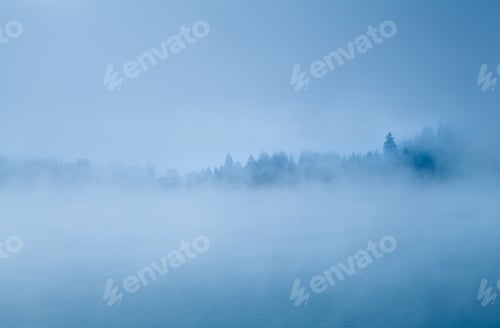 Preview: forest in morning fog