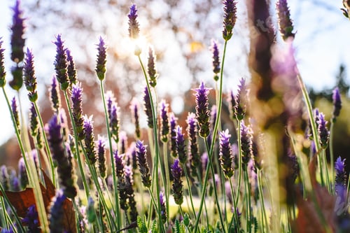 Preview: Lavender, beautiful and romantic aromatic plant with bright colors.