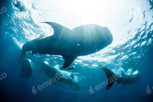 Preview: School of whale sharks near water surface, Cancun, Quintana Roo, Mexico, North America