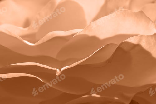 Background of Peach Fuzz petals of a live flower.
