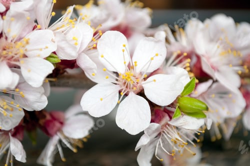 Preview: Spring blooming flower