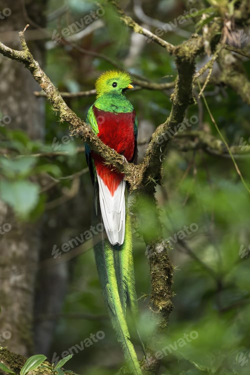 Preview: Exotic resplendent quetzal sitting on a branch in rainforest