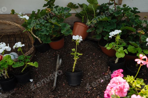 Preview: Beautiful greenhouse with plants in pots
