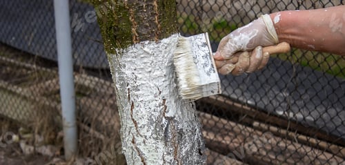 Preview: Girl whitewashing a tree trunk in a spring garden. Whitewash of spring trees