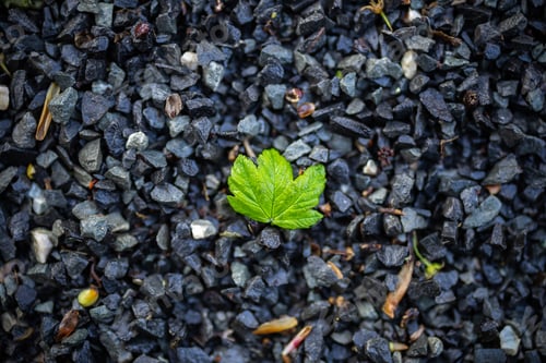 Preview: Top view of bright green leaf on crushed stones