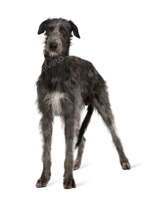 Preview: Irish Wolfhound, standing in front of white background