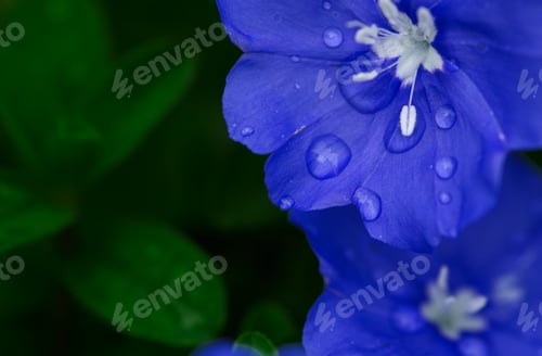 Preview: Blue flower with water drops on petals and green leaves background
