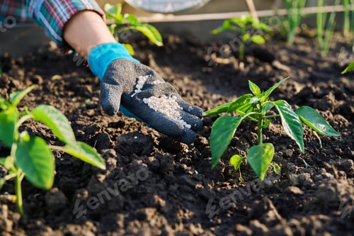 Preview: Close up of mineral fertilizers in hands, fertilizing sweet bell pepper plant