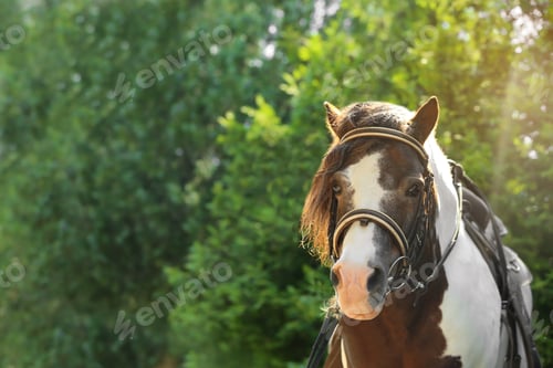Preview: Cute pony with bridle in green park on sunny day