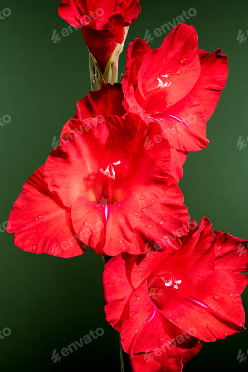 Preview: Blooming red gladiolus Oscar on a green background
