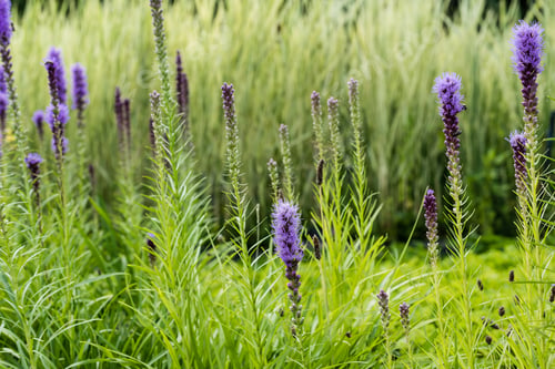 Preview: selective focus of blooming purple lupines in green grass