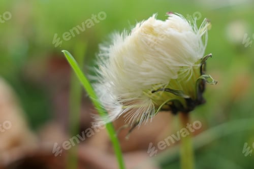 Preview: Close-up of a dandelion on a grassy field