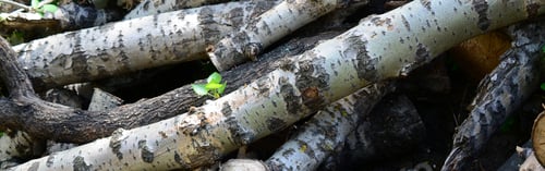 Preview: Closeup of firewood from old poplar with rough white bark. Felling of trees