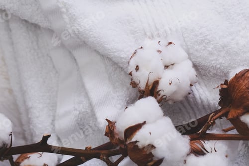 Preview: Cotton flower