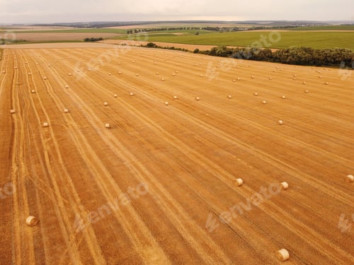 Preview: Aerial view crop wheat rolls of straw in field