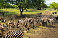 Preview: Herd of zebras and ostrich in the wild in park on Mauritius