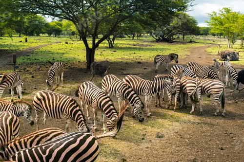 Preview: Herd of zebras and ostrich in the wild in park on Mauritius