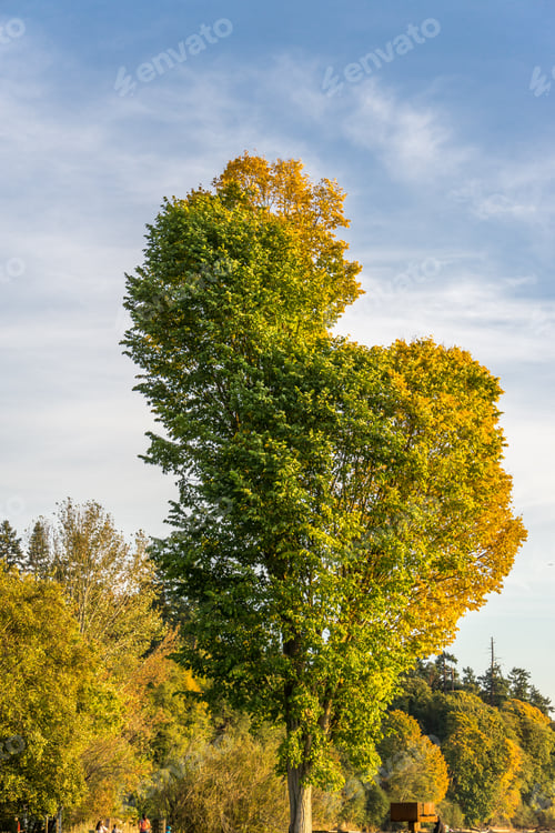 Preview: Autumn Yellow Leaves With Blue Sky Above.