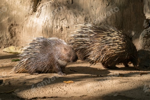 Preview: malayan porcupine, himalayan porcupine