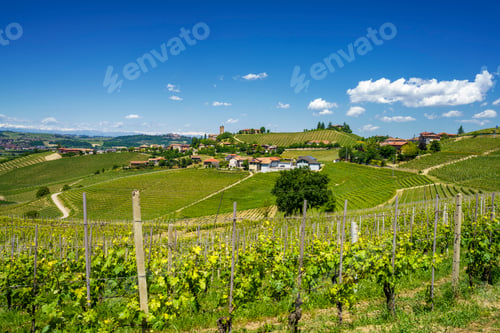 Preview: Vineyards of Langhe, Piedmont, Italy at May