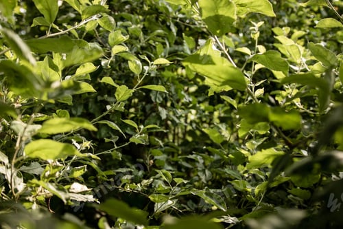 Preview: Green garden in the summer