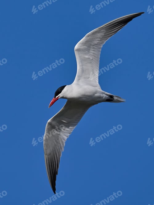 Preview: Caspian tern (Hydroprogne caspia)