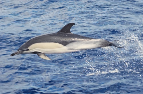 Preview: Closeup of a bottlenose dolphin swimming in the ocean