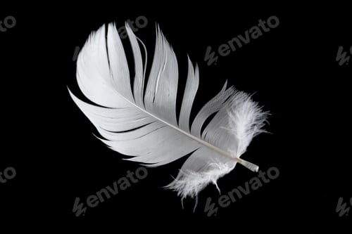 Preview: white feather of a goose on a black background