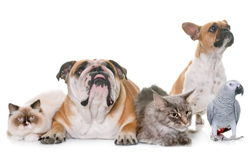 Preview: group of pet