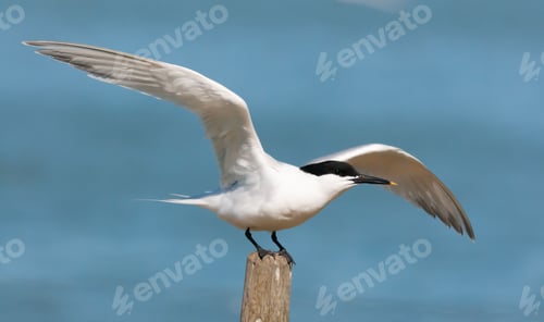 Preview: Sandwich Tern in flight