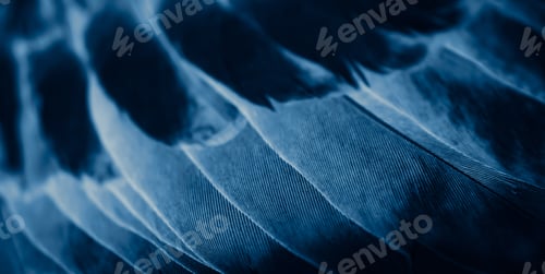 Preview: blue feather pigeon macro photo. texture or background