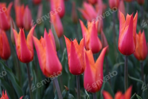 Preview: Red Tulips