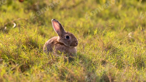 Preview: Adorable and cute new born rabbit. baby cute rabbit or new born adorable bunny. Easter Bunny.