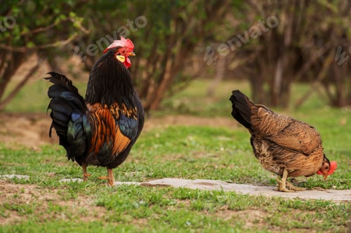 Preview: A cock grazing on green backyard grass