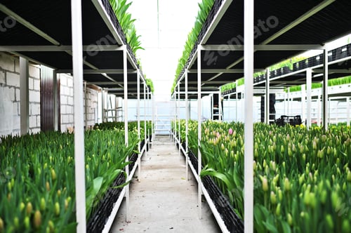 Preview: lot of green and yellow delicate beautiful unopened tulips in a greenhouse against the background of