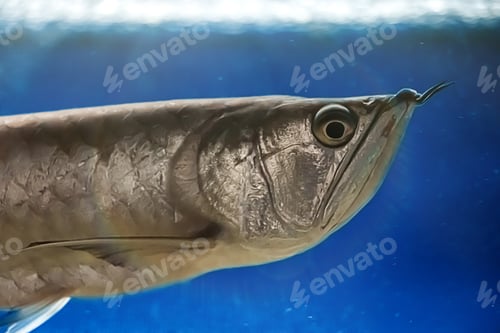 Preview: Fish swimming in sea. Underwater, wildlife