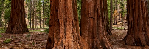 Preview: Giant sequoias