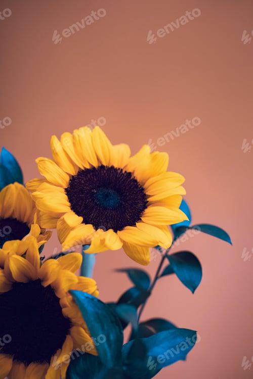 Preview: Beautiful sunflowers on orange background with space for your text.