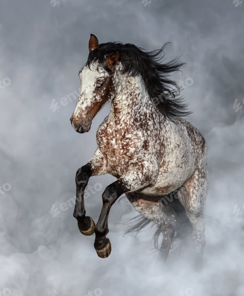 Preview: Appaloosa horse rearing in light smoke.