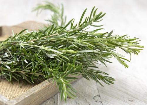 Preview: Fresh green rosemary sprigs in a tray on white rustic table closeup. Aromatic herb for culinary