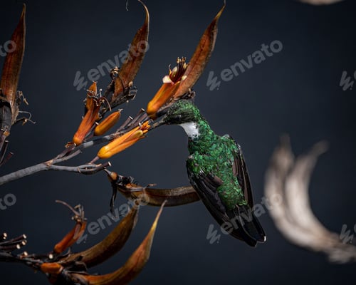 Preview: Green hummingbird seating on a branch and taking pollen from an orange flower, closeup shot
