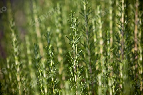 Preview: Fresh rosemary herb growing