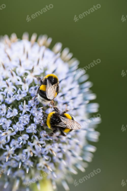 Preview: Globe Thistle flowers