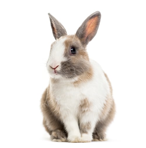 Preview: Rabbit , 4 months old, sitting against white background